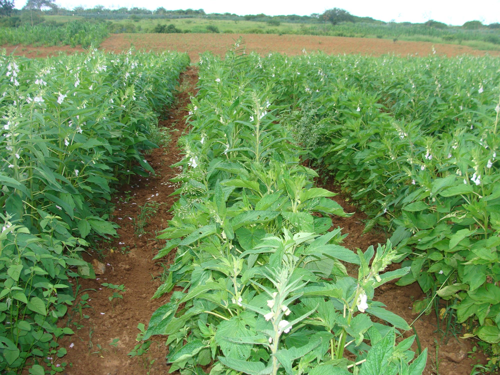 5 ideias de títulos:
1. Guia Completo: Como Plantar Gergelim do Início ao Fim
2. Gergelim na Horta: Repelente Natural e Semente Nutritiva
3. Passo a Passo: Cultivo de Gergelim para Iniciantes
4. Colheita e Secagem de Gergelim: Dicas Essenciais
5. Os Segredos do Solo e Clima Ideais para o Plantio de Gergelim