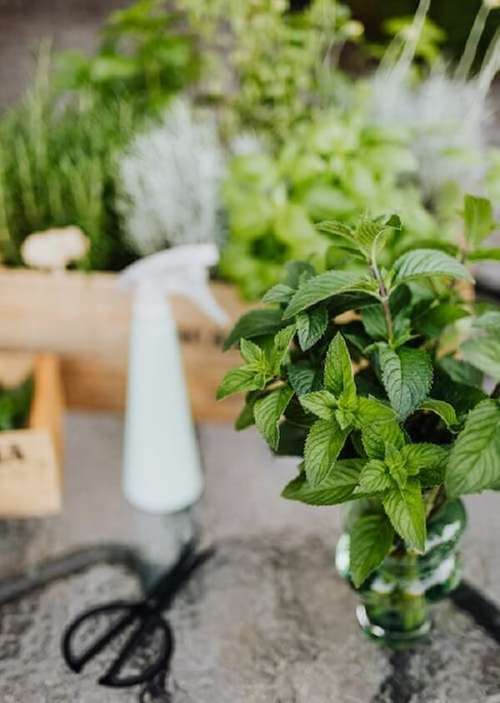 como plantar hortela em vaso
