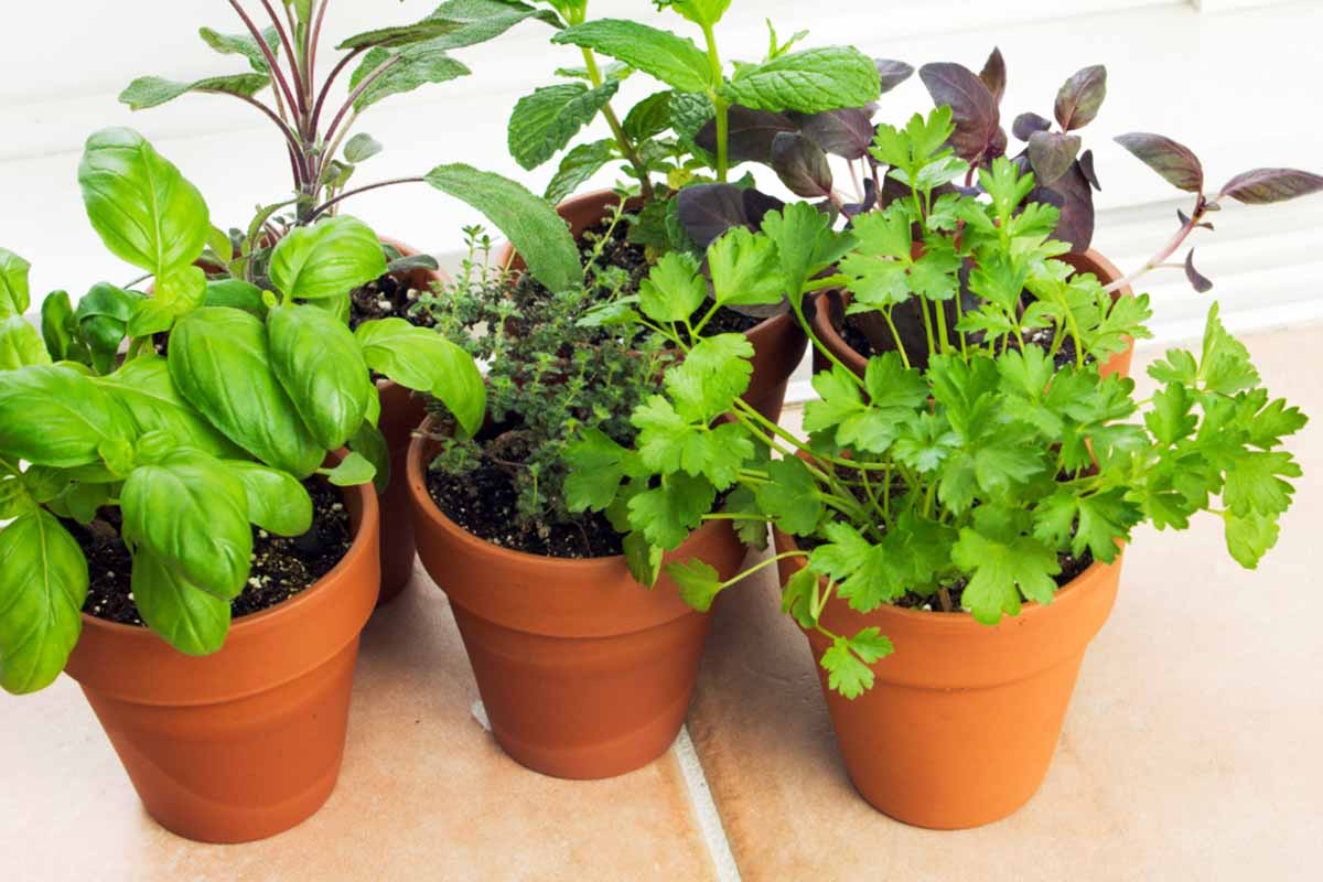 Guia Completo de Adubação para Hortelã Saudável