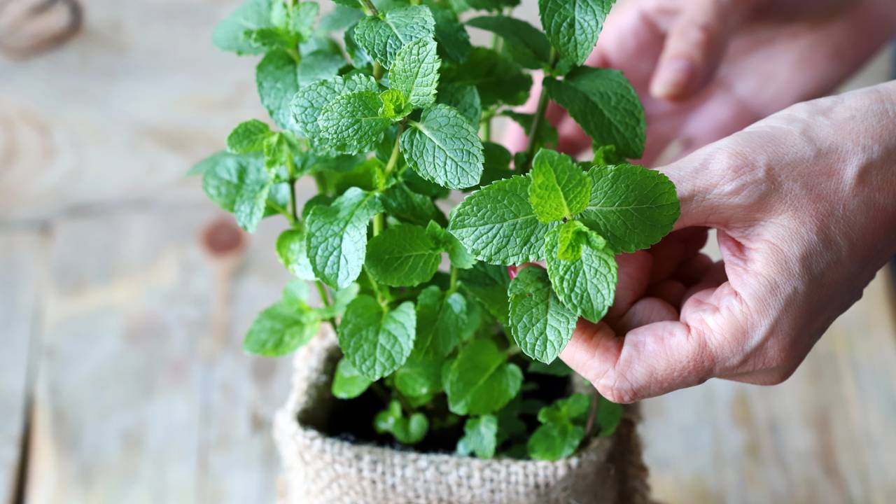 como plantar hortela em vaso