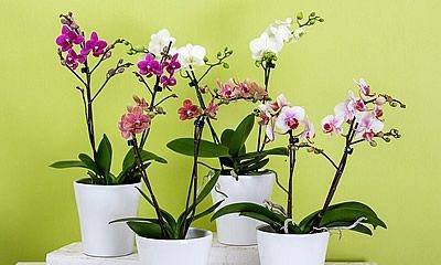 Solucionando problemas comuns no cultivo de orquídeas em vasos de barro