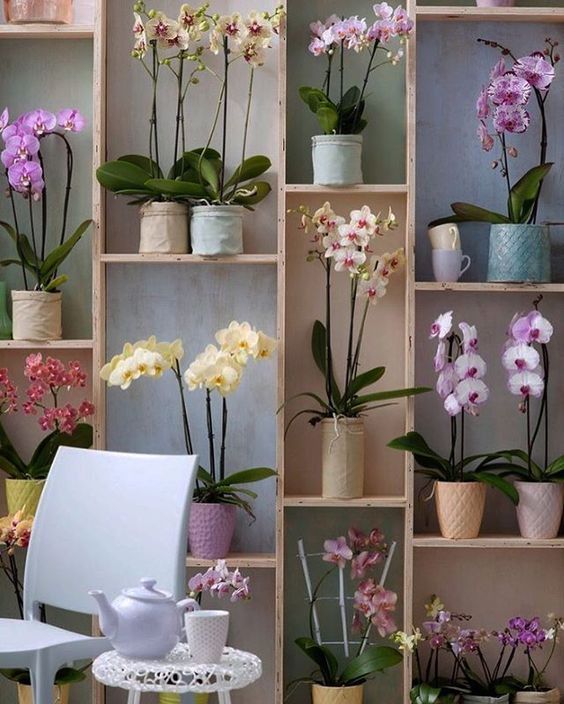5 ideias de títulos:
1. Guia Definitivo: Como Escolher e Cuidar da Sua Primeira Orquídea
2. Orquídeas para Iniciantes: As Espécies Mais Resistentes e Fáceis de Cuidar
3. Onde Comprar Orquídeas Online: Dicas e Melhores Lojas
4. Cuidados Essenciais Pós-Compra: Garantindo a Saúde e Floração da Sua Orquídea
5. Identificando uma Orquídea Saudável: Sinais que Você Precisa Observar