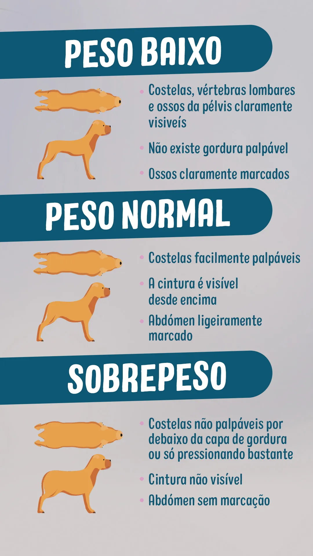 custos de saúde para cachorros em diferentes fases da vida
