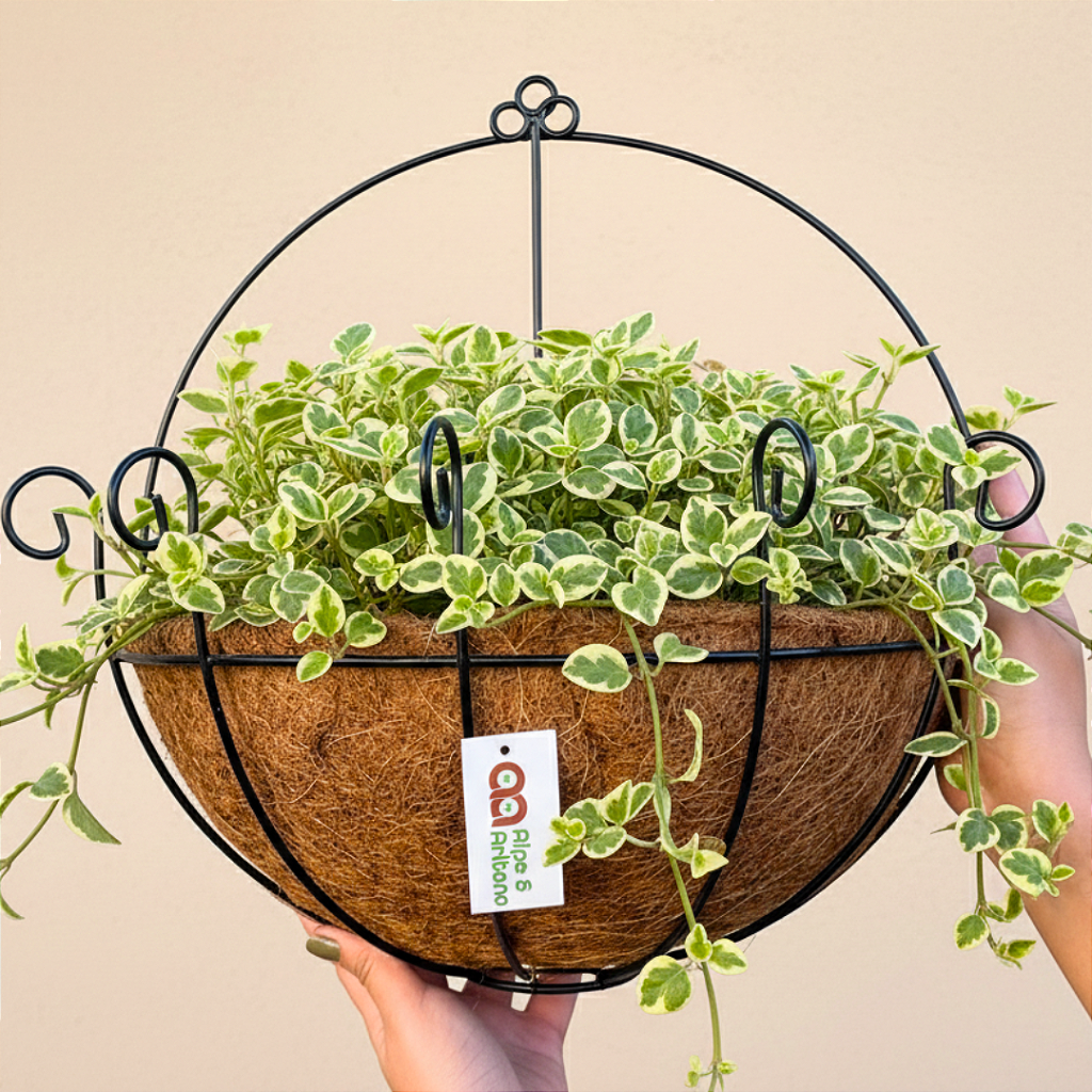 decoracao com vasos de fibra de coco