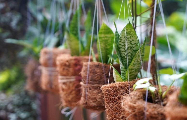 5 ideias de títulos:
1. Vasos de Fibra de Coco: A Escolha Sustentável para suas Plantas
2. Transforme sua Casa com Vasos de Fibra de Coco: Ideias Criativas
3. Guia Completo: Como Usar Vasos de Fibra de Coco na Decoração
4. As Melhores Plantas para Cultivar em Vasos de Fibra de Coco
5. Onde Encontrar e Quanto Custa: Vasos de Fibra de Coco