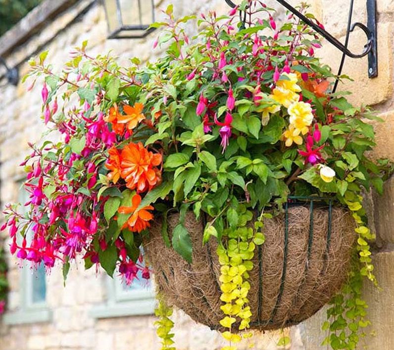 5 ideias de títulos:
1. Vasos de Fibra de Coco: A Escolha Sustentável para suas Plantas
2. Transforme sua Casa com Vasos de Fibra de Coco: Ideias Criativas
3. Guia Completo: Como Usar Vasos de Fibra de Coco na Decoração
4. As Melhores Plantas para Cultivar em Vasos de Fibra de Coco
5. Onde Encontrar e Quanto Custa: Vasos de Fibra de Coco