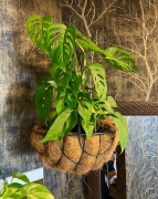 decoracao com vasos de fibra de coco