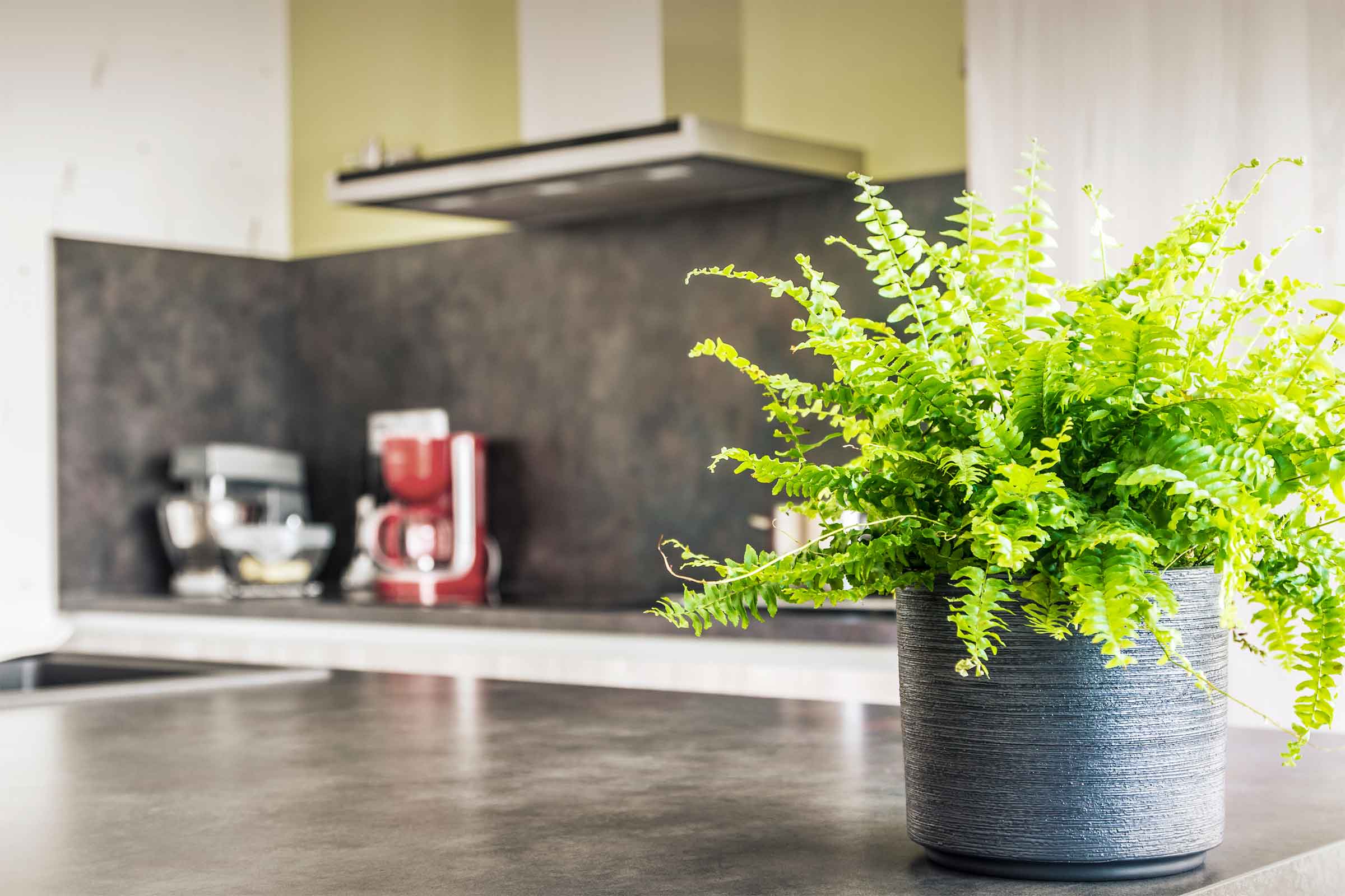decoração de cozinha com plantas