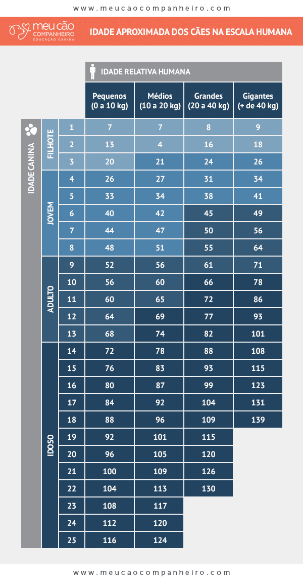 melhores raças de cachorros para viver mais