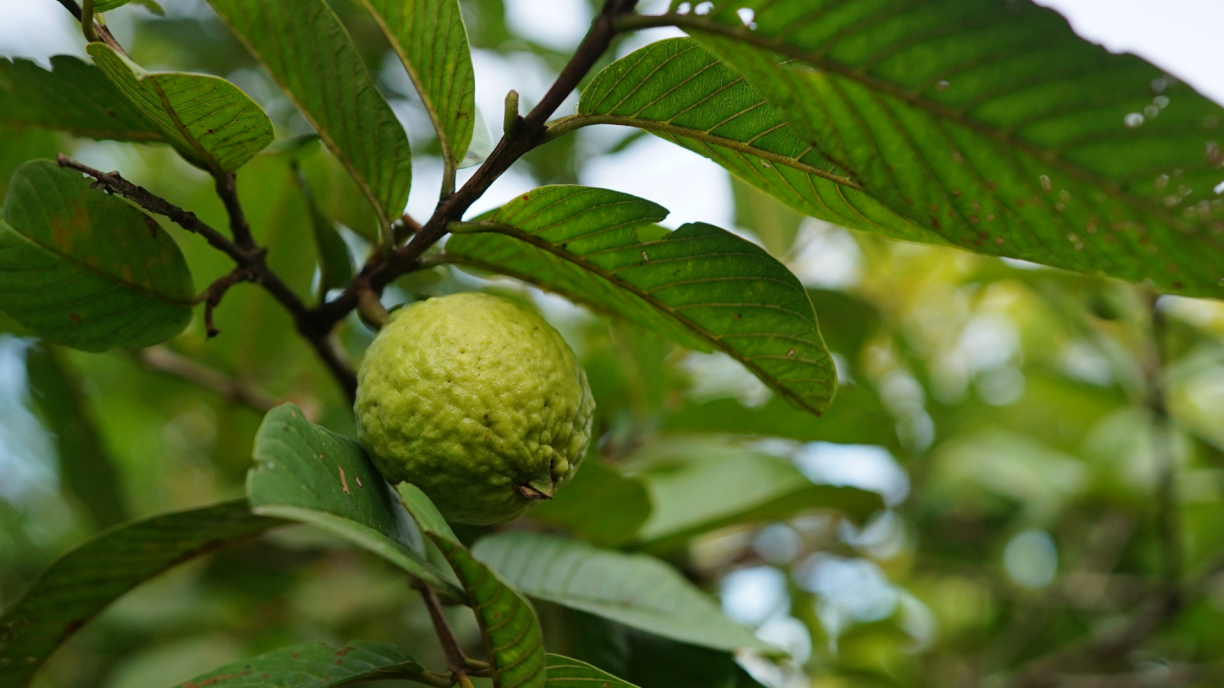 erros comuns preparo chá folha goiaba