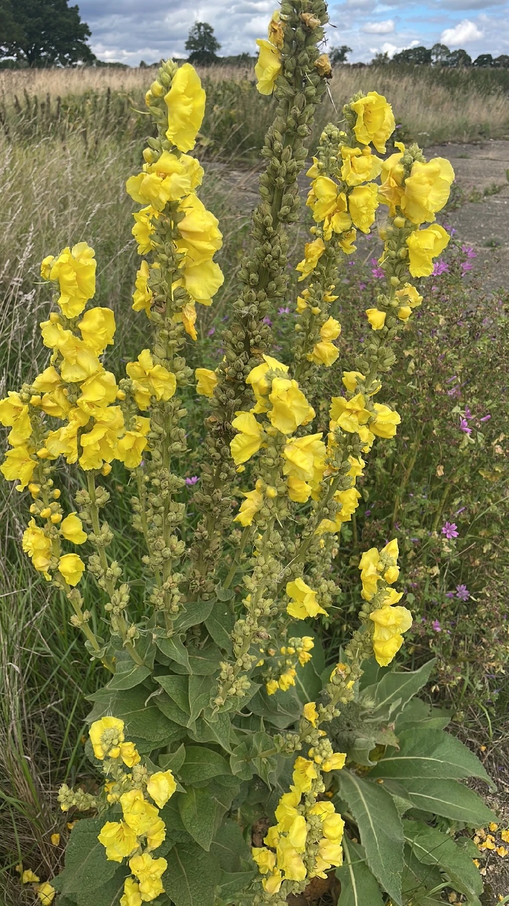 Os Melhores Materiais para Confeccionar Flores de Pano Duráveis