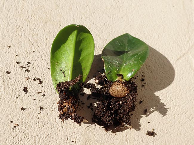 tipos de flores com a letra z para jardim