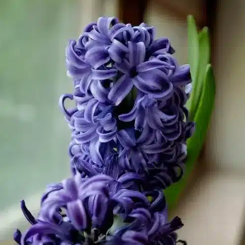 preço sementes de zinia