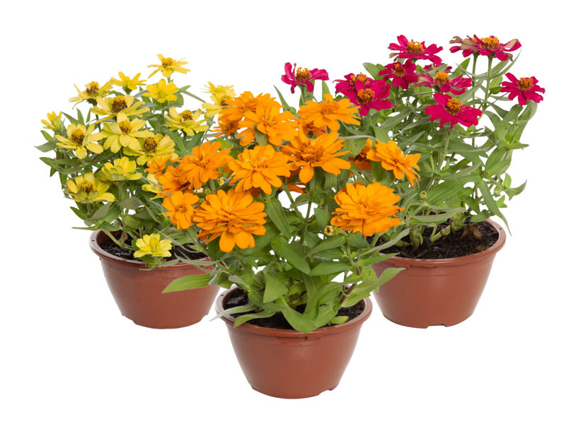 tipos de flores com a letra z para jardim