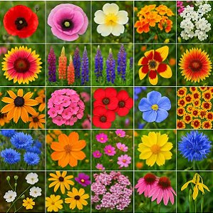 zinia vs zamioculca qual escolher