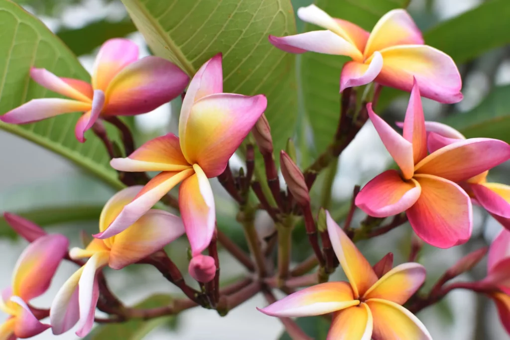 5 ideias de títulos