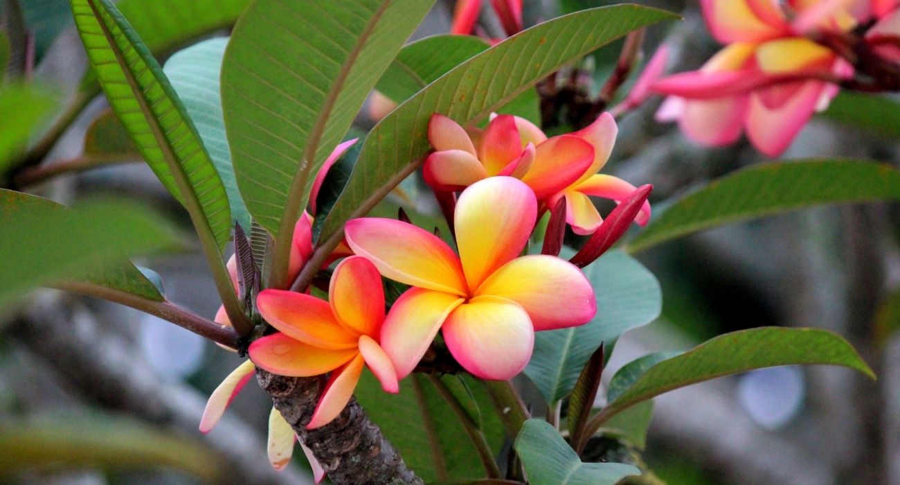 5 ideias de títulos