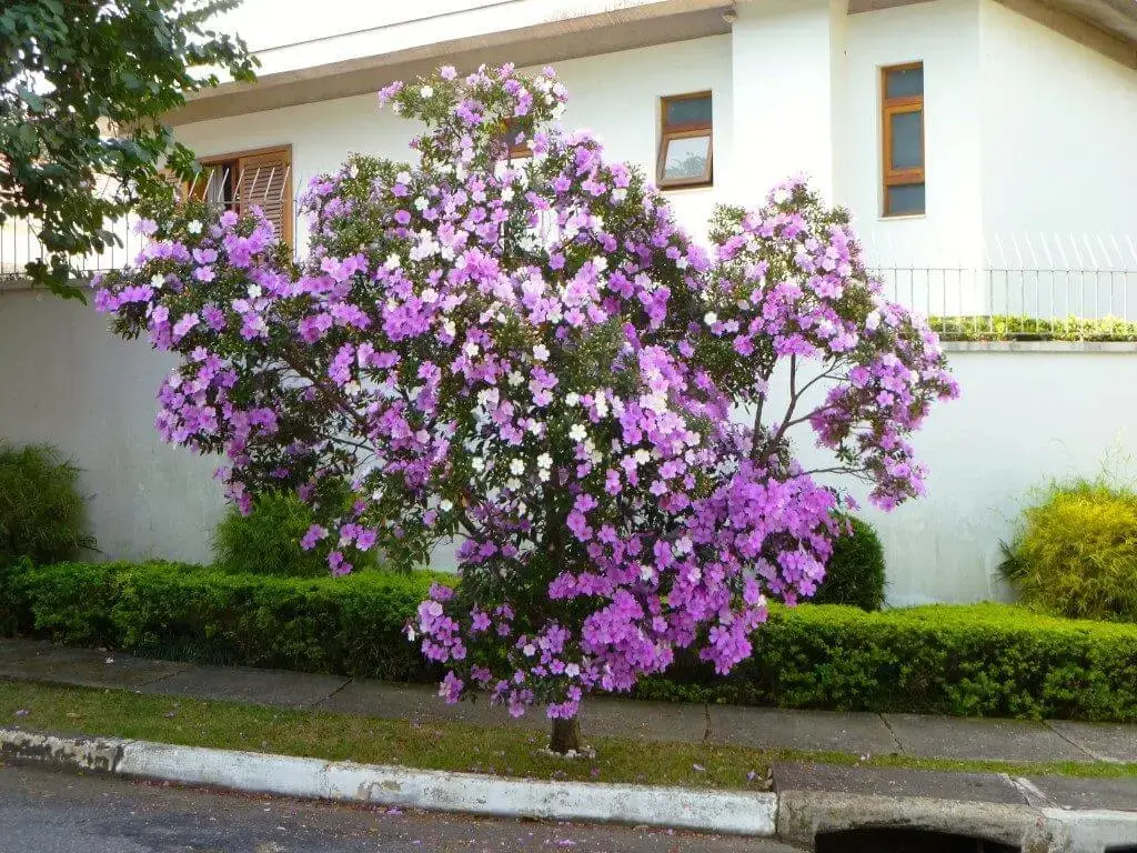 flores para jardim com sombra de arvore