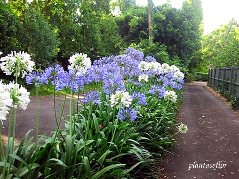 5 ideias de títulos:
1. As Melhores Flores para Jardins Sombreados e Úmidos
2. Guia Completo: Plantas Ideais para Cantos Escuros e Molhados do Jardim
3. Transforme seu Jardim Sombreado: Espécies que Amam Umidade
4. Dicas Essenciais para Cuidar de Flores em Ambientes com Pouca Luz
5. As 5 Plantas Mais Resistentes para Jardins com Sombra e Solo Úmido