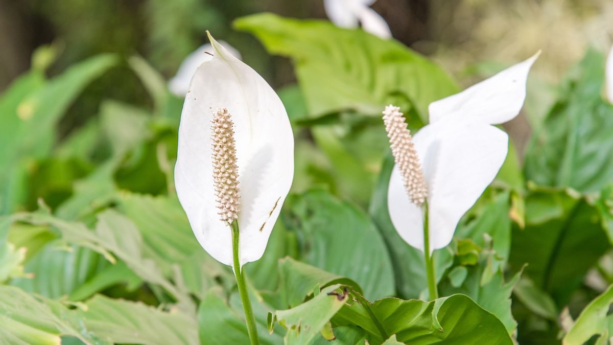 5 ideias de títulos:
1. As Melhores Flores para Jardins Sombreados e Úmidos
2. Guia Completo: Plantas Ideais para Cantos Escuros e Molhados do Jardim
3. Transforme seu Jardim Sombreado: Espécies que Amam Umidade
4. Dicas Essenciais para Cuidar de Flores em Ambientes com Pouca Luz
5. As 5 Plantas Mais Resistentes para Jardins com Sombra e Solo Úmido