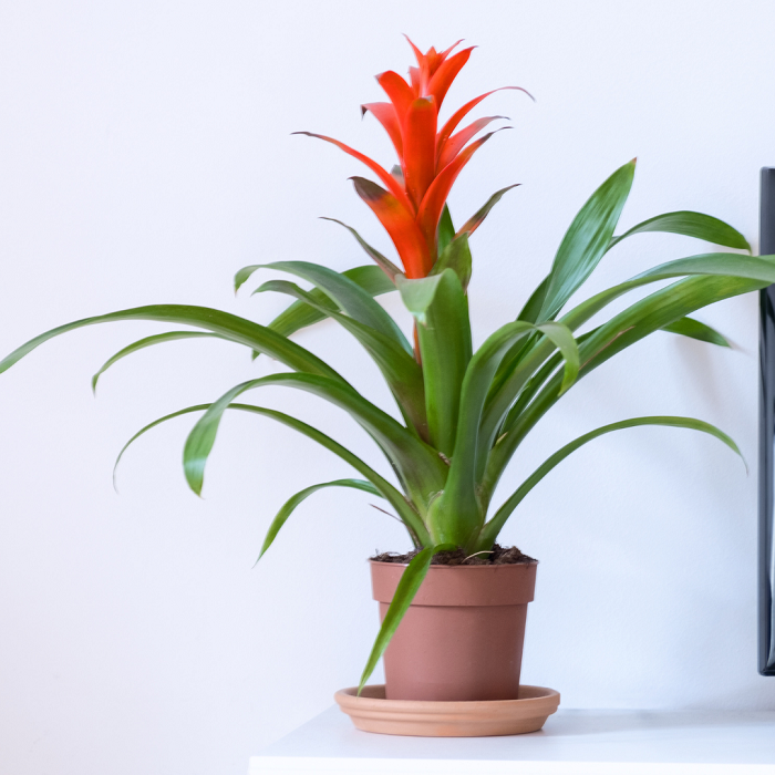 5 ideias de títulos:
1. As Melhores Flores para Jardins Sombreados e Úmidos
2. Guia Completo: Plantas Ideais para Cantos Escuros e Molhados do Jardim
3. Transforme seu Jardim Sombreado: Espécies que Amam Umidade
4. Dicas Essenciais para Cuidar de Flores em Ambientes com Pouca Luz
5. As 5 Plantas Mais Resistentes para Jardins com Sombra e Solo Úmido