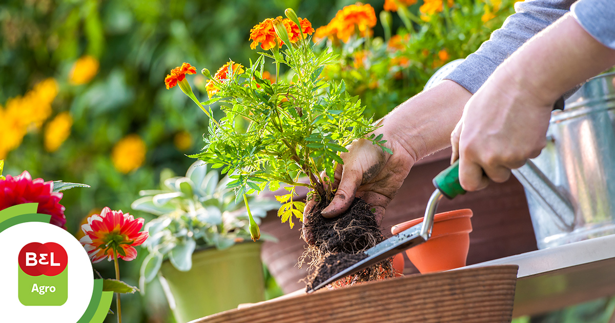 flores para jardim com sombra e que gostam de umidade