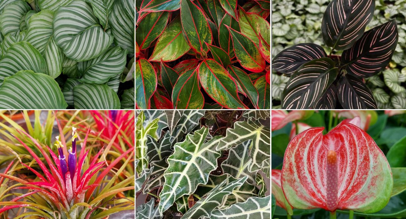 5 ideias de títulos:
1. As Melhores Flores para Jardins Sombreados e Úmidos
2. Guia Completo: Plantas Ideais para Cantos Escuros e Molhados do Jardim
3. Transforme seu Jardim Sombreado: Espécies que Amam Umidade
4. Dicas Essenciais para Cuidar de Flores em Ambientes com Pouca Luz
5. As 5 Plantas Mais Resistentes para Jardins com Sombra e Solo Úmido