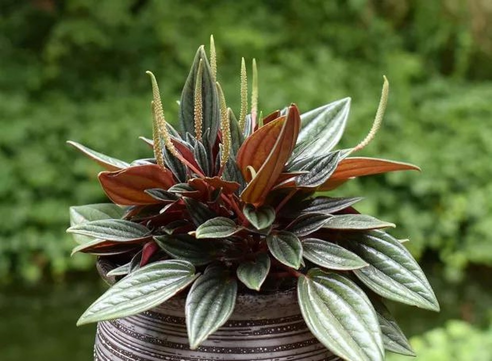 flores para jardim com sombra e que gostam de umidade