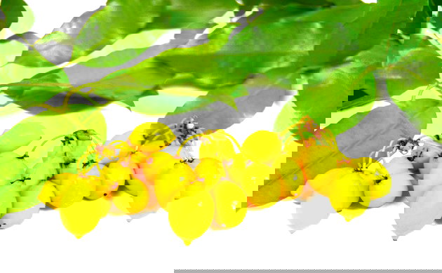 lista completa de frutas com a letra e