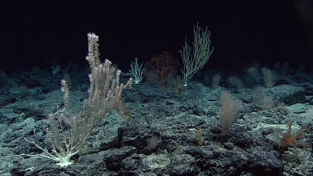 vida marinha profunda