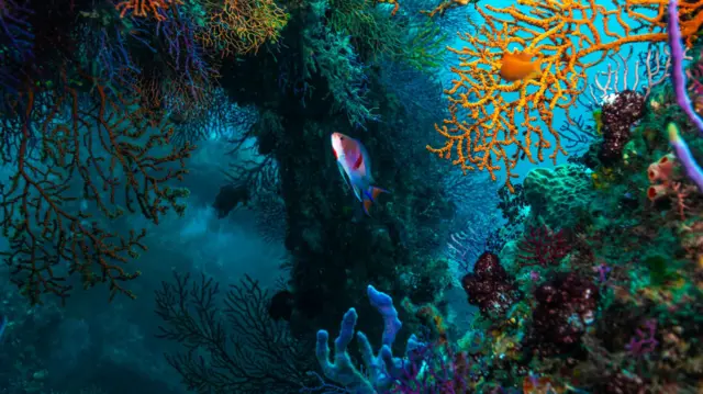 geologia oceânica
