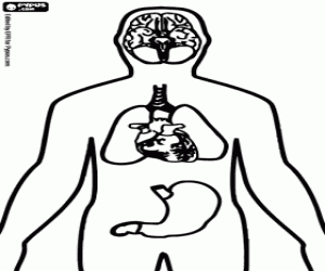 desenho corpo humano para colorir sistema nervoso
