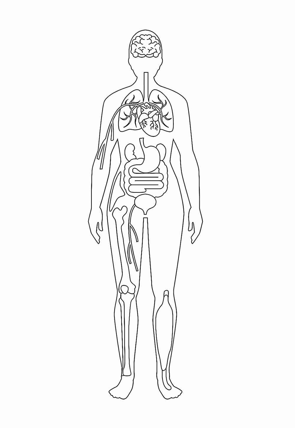 desenho corpo humano para colorir sistema nervoso