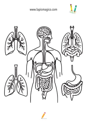 imagem do corpo humano para colorir