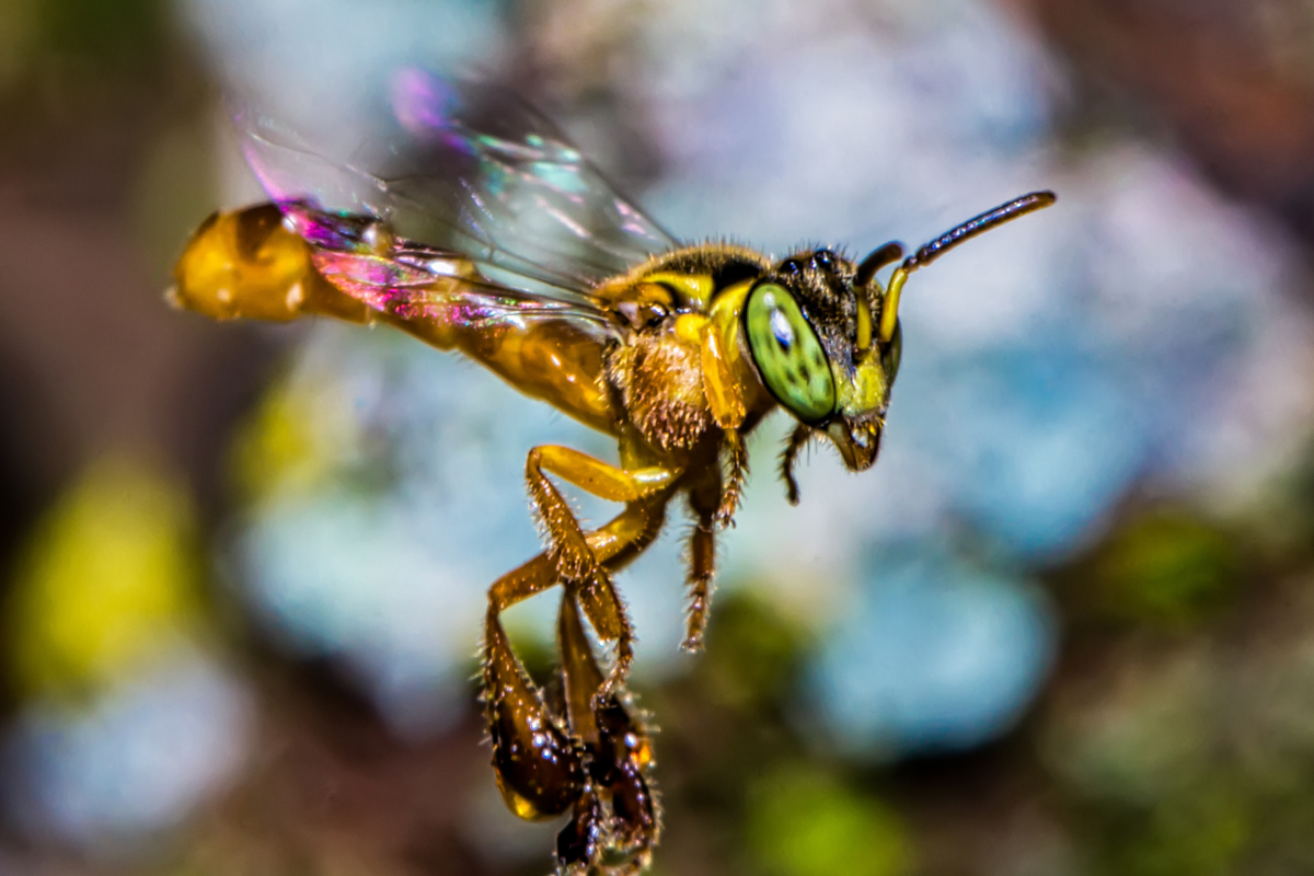 Ninho e Comportamento
5. Protegendo sua Colmeia: Inimigos Naturais e Cuidados com a Caixa Jataí