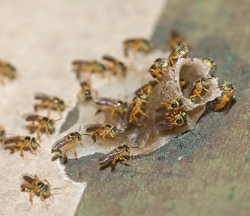 5 ideias de títulos:
1. Guia Completo: Como Iniciar sua Criação de Abelhas Jataí
2. Mel de Jataí: Descubra os Benefícios e o Valor Deste Mel Precioso
3. Captura e Manejo de Enxames de Jataí: Técnicas Essenciais
4. A Biologia da Abelha Jataí: Ciclo de Vida