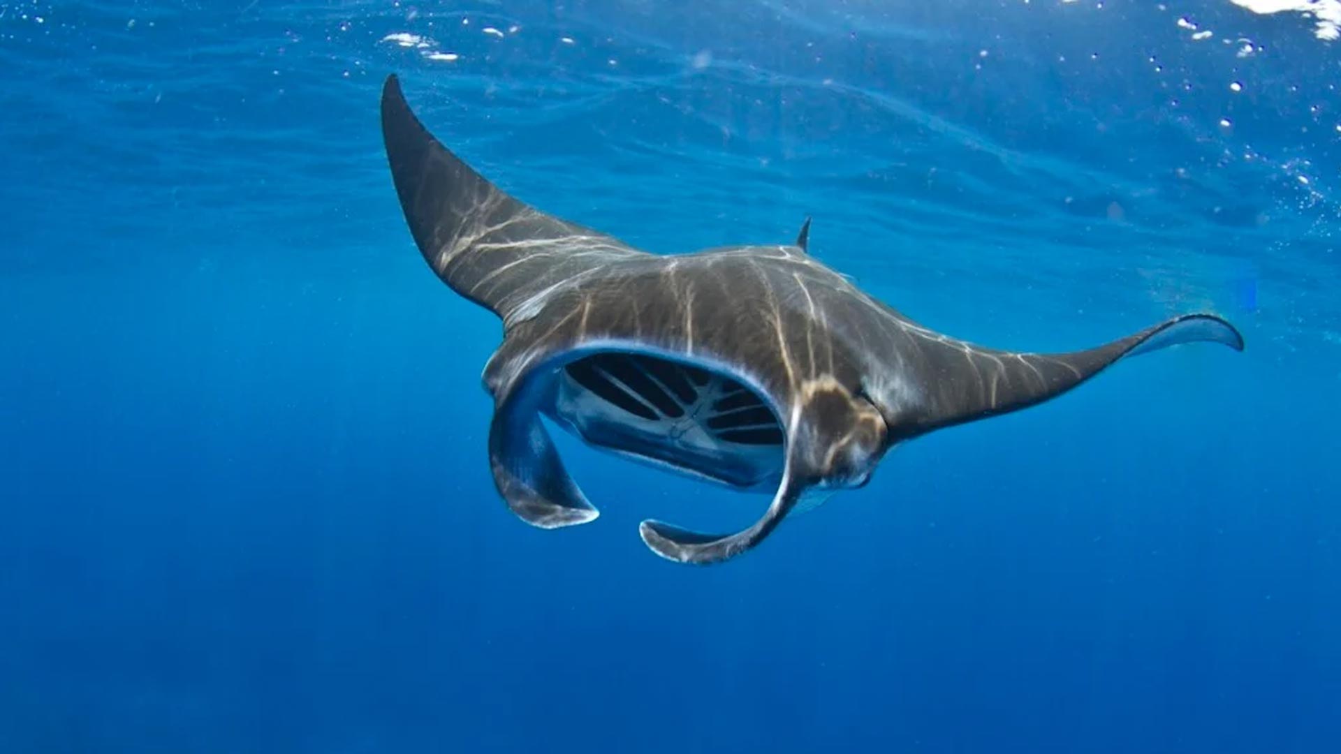 manta para sofá