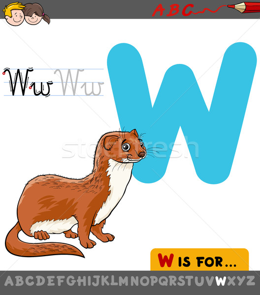 wallaby vs wombat qual a diferença