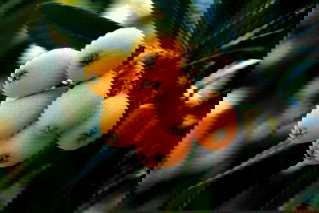 lista de frutas com a letra n para jogar stop