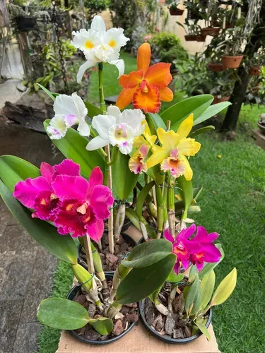 onde cultivar orquídeas