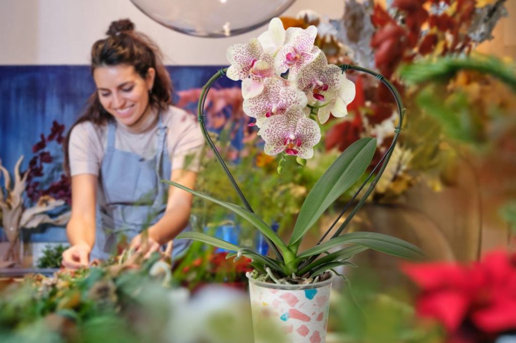 5 ideias de títulos:
1. Orquídea Borboleta: Guia Completo de Cuidados e Cultivo
2. Como Fazer sua Orquídea Borboleta Florescer Novamente
3. Onde Comprar Orquídeas Borboleta: Melhores Lojas e Preços
4. Identificando e Combatendo Pragas na Orquídea Borboleta
5. Phalaenopsis vs. Cattleya: Entendendo as Diferenças das Orquídeas Borboleta