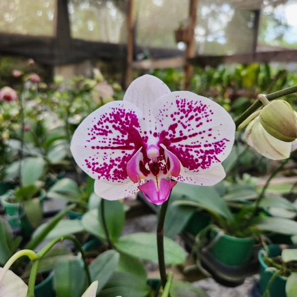 5 ideias de títulos:
1. Orquídea Borboleta: Guia Completo de Cuidados e Cultivo
2. Como Fazer sua Orquídea Borboleta Florescer Novamente
3. Onde Comprar Orquídeas Borboleta: Melhores Lojas e Preços
4. Identificando e Combatendo Pragas na Orquídea Borboleta
5. Phalaenopsis vs. Cattleya: Entendendo as Diferenças das Orquídeas Borboleta