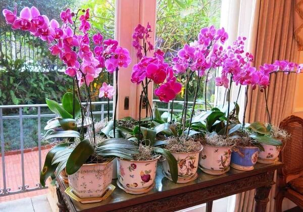 5 ideias de títulos:
1. Orquídea Borboleta: Guia Completo de Cuidados e Cultivo
2. Como Fazer sua Orquídea Borboleta Florescer Novamente
3. Onde Comprar Orquídeas Borboleta: Melhores Lojas e Preços
4. Identificando e Combatendo Pragas na Orquídea Borboleta
5. Phalaenopsis vs. Cattleya: Entendendo as Diferenças das Orquídeas Borboleta
