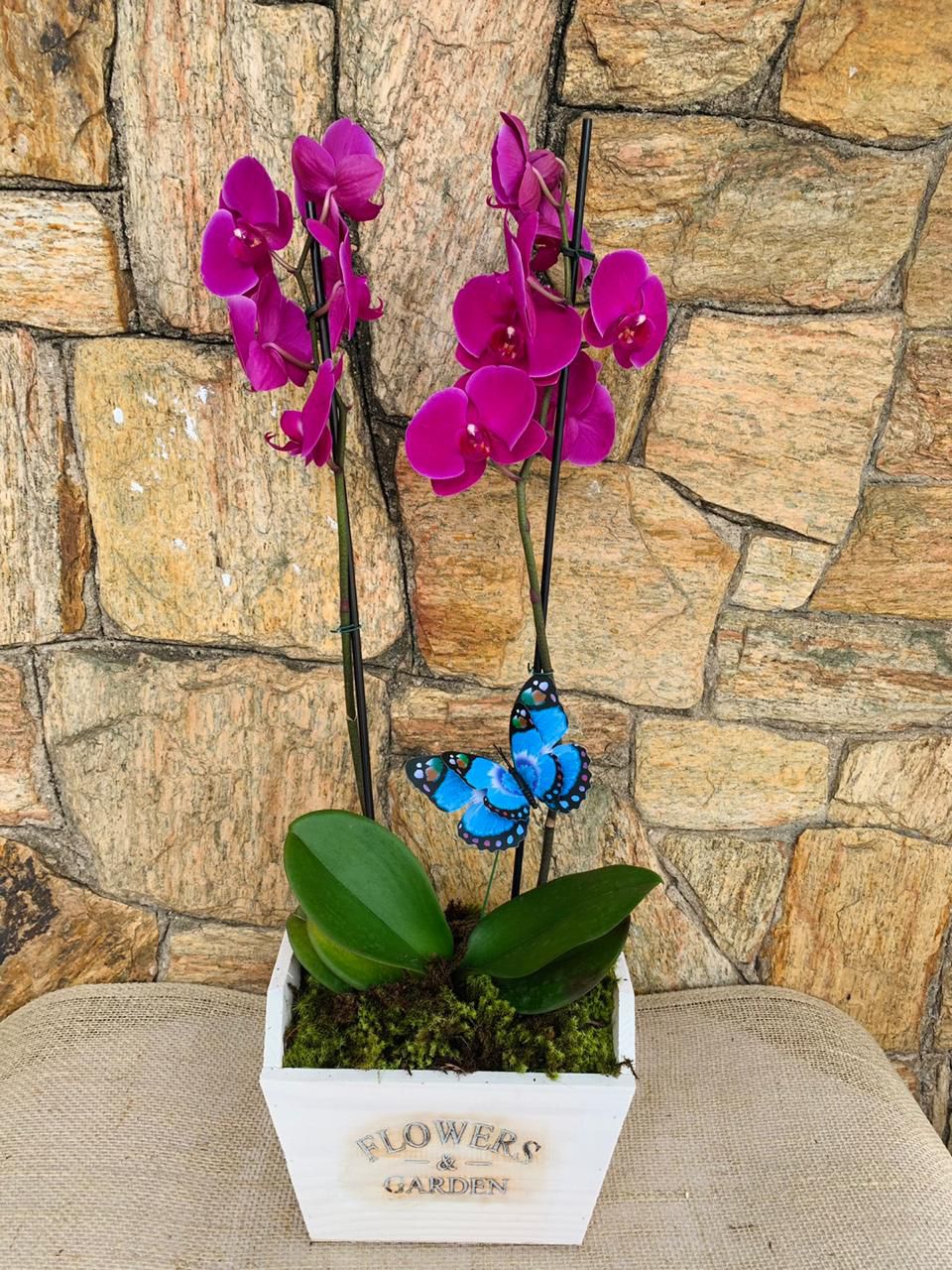 5 ideias de títulos:
1. Orquídea Borboleta: Guia Completo de Cuidados e Cultivo
2. Como Fazer sua Orquídea Borboleta Florescer Novamente
3. Onde Comprar Orquídeas Borboleta: Melhores Lojas e Preços
4. Identificando e Combatendo Pragas na Orquídea Borboleta
5. Phalaenopsis vs. Cattleya: Entendendo as Diferenças das Orquídeas Borboleta