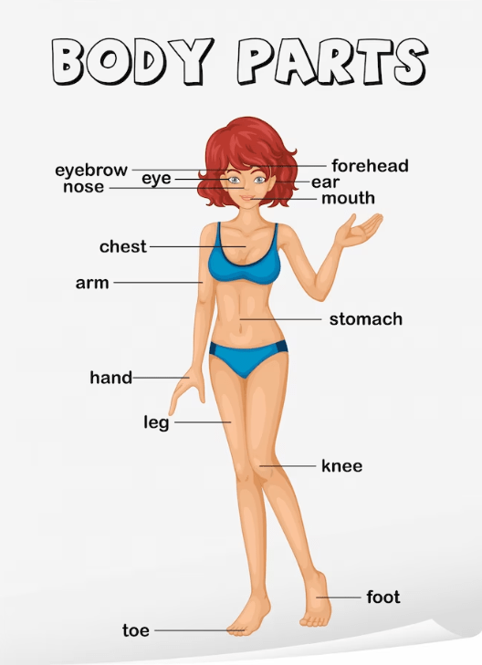 erros comuns ao listar partes do corpo com p