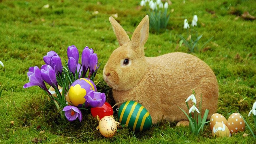 Coelho da Páscoa: Entenda o Símbolo da Fertilidade e Renovação