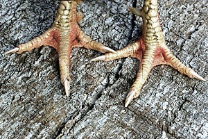 Receita Simples de Caldo de Pé de Galinha Caseiro