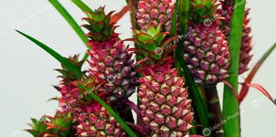 melhores plantas com a para iniciantes