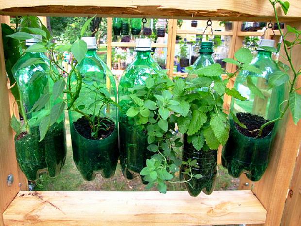 Horta Autoirrigável com Garrafa PET: Economia e Praticidade na Rega