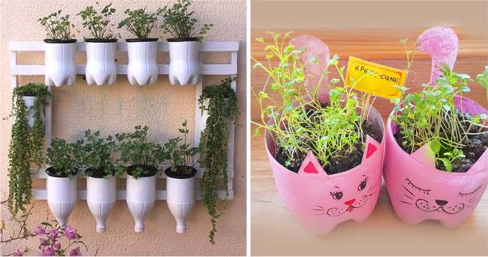 plantação em garrafa pet